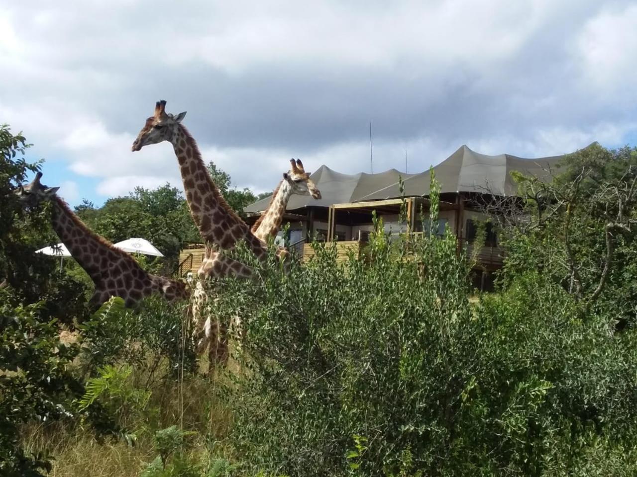 Ndhula Luxury Tented Lodge Уайт Ривър Екстериор снимка